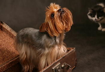 How to Choose the Best Dog Boarding Kennel | PetStayAdvisor